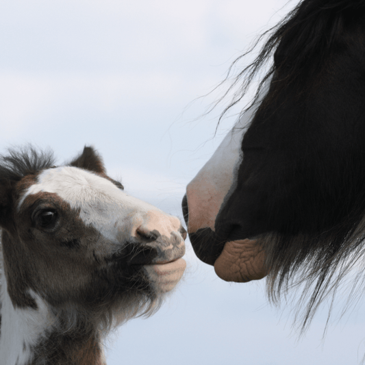 Responsible breeding is a huge aspect that comes into play here as a way to limit the unwanted horses and other animals in the U.S.