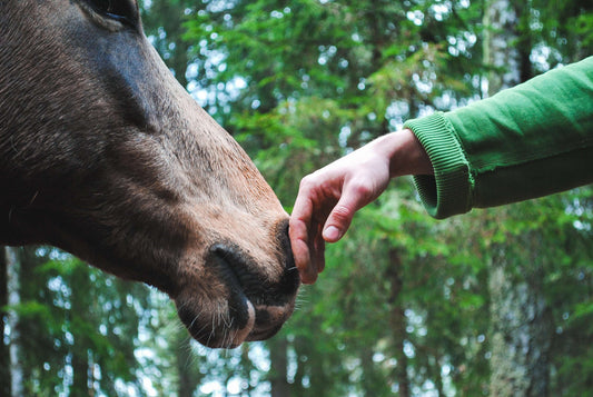 All across the United States, unwanted horses are loaded and start the long journey to Mexico or Canada for slaughter.  It is so ugly and for many people, unknown.  We hope we bring a little more awareness to this issue.