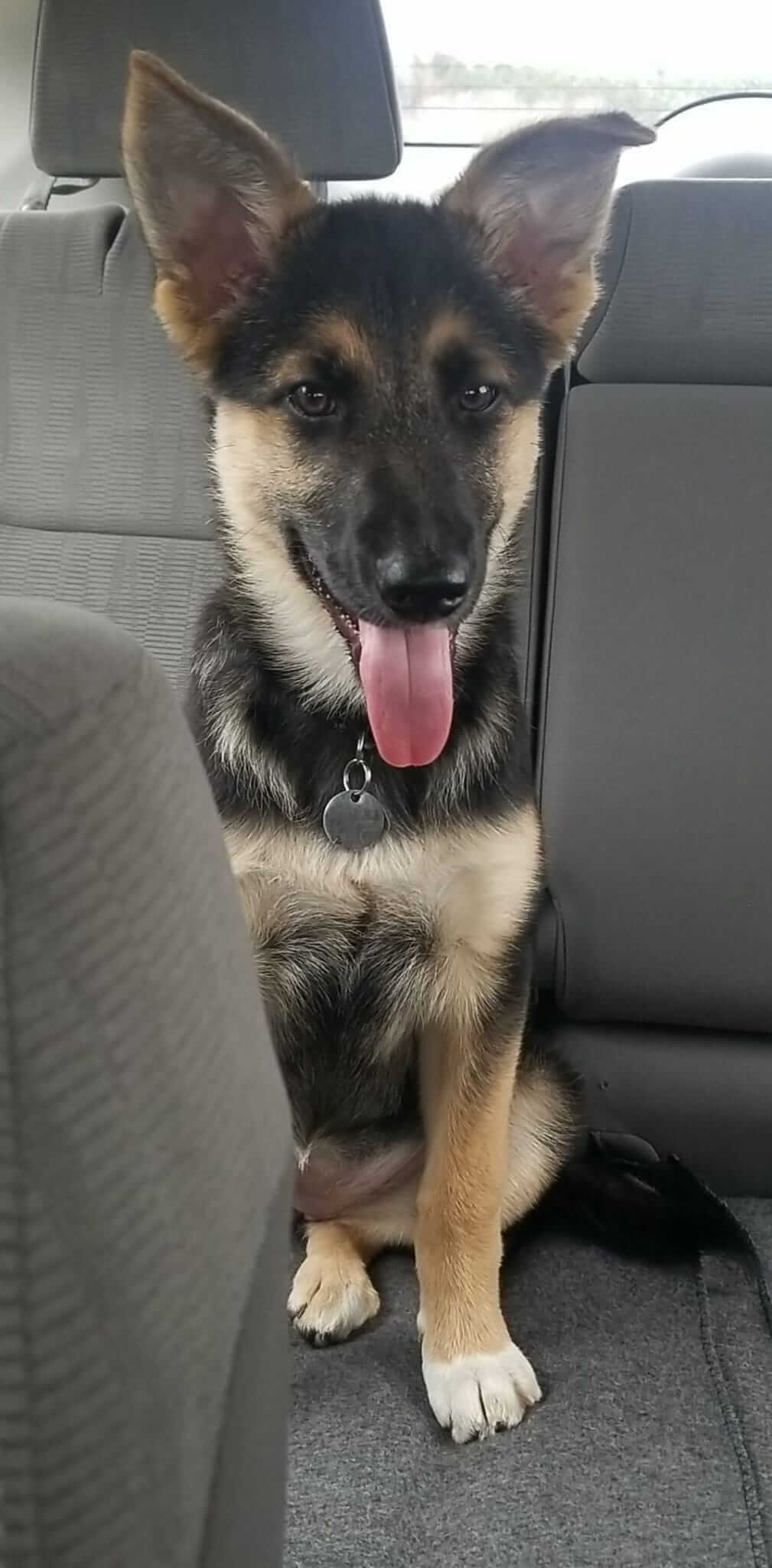 Bring On the Pets