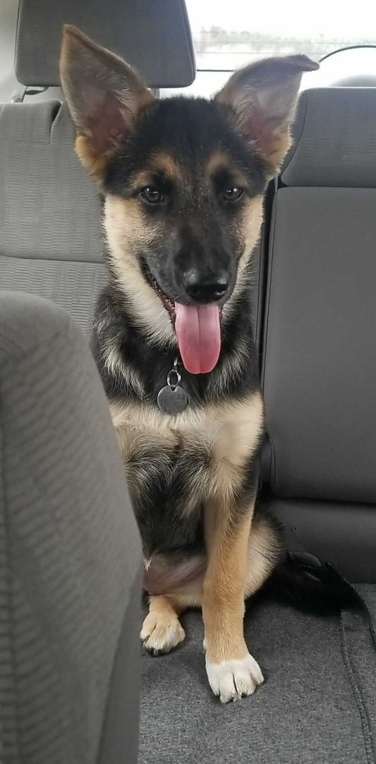 Bring On the Pets
