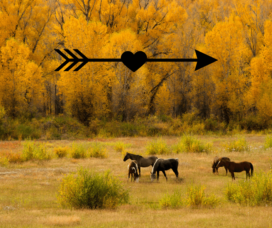 A beautiful Autumn day with colored leaves on the trees and horses grazing.